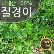 전초야생