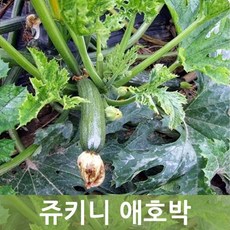 쥬키니1박스