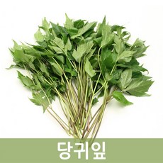두리반농산 신선한 쌈당귀 1kg, 1박스