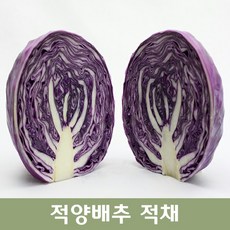 적채8kg