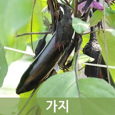 두리반농산 가지 (못난이) 5kg, 1박스