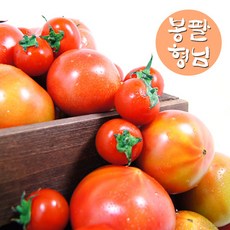 퇴촌토마토
