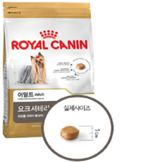 요크셔테리어피지동전