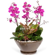 플라워피아 서양란 동양란 축하화분배달 개업 승진 취임 고급선물, 1개, 12.만천홍(고급형)