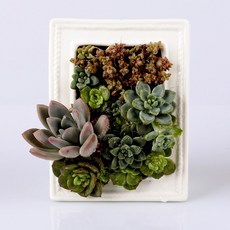 고무신다육정원