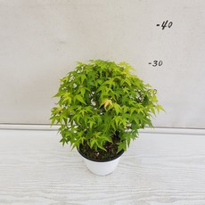 청희단풍분재