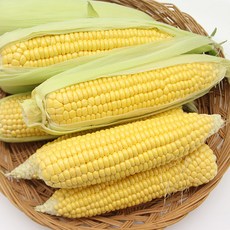 맛군 당도 선별 NON-GMO 초당옥수수 프리미엄 14cm이상 정품, 20개입(프리미엄 14cm이상), 1박스