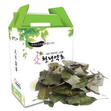참가시나무