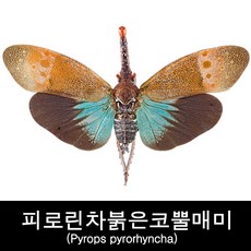 표본만들기