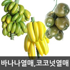 코코넛열매