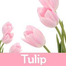 석고방향제향료