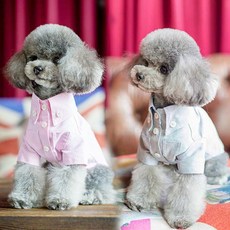 강아지옥스퍼드남방