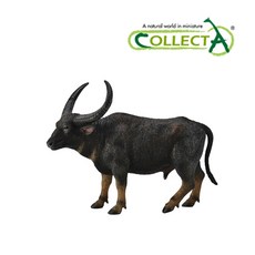 컬렉타흰수염고래