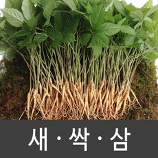장성 새싹삼 새싹인삼 특 대 중 소, 1박스, 대 (30뿌리)