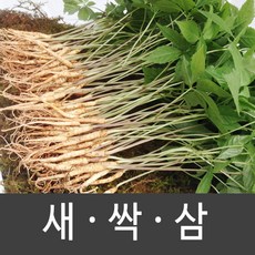 장성 새싹삼 새싹인삼 특 대 중 소, 1박스, 소 (50뿌리)
