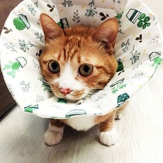 독캣맘