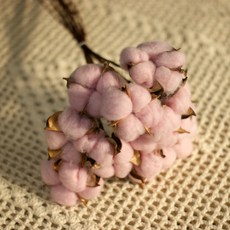 목화송이협동조합