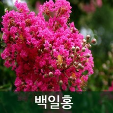 순희농장 백일홍나무 배롱나무묘목, R6(19cm전후), 1개