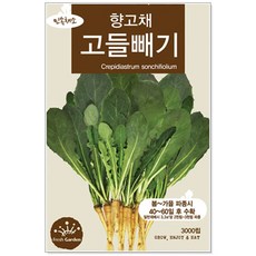 고들빼기씨앗