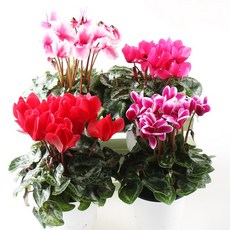 56a21290-ec65-4741-b75b-4cc92c7acc71.jpg