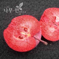 엔부사과묘목