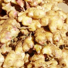생강에대한서적