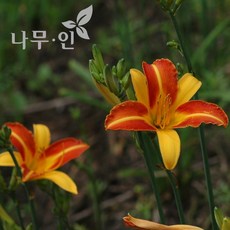바늘나무두그루카시트