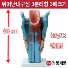 셀프손발모형