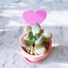 에버라인 하트 뿅뿅 가든픽 화분 이름표, 핑크