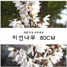 미선나무