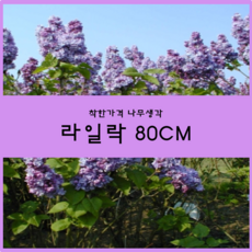 라일락 80cm 1주