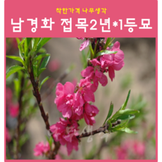 남경화 접목2년*1등묘(적색)