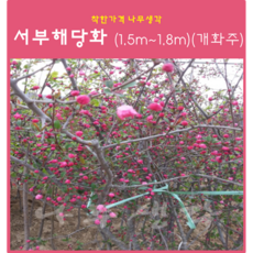해당화꽃