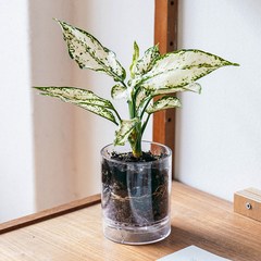 메이크정글 생화 공기정화식물 스노우 사파이어 + 화분 세트, 투명(화분), 1세트