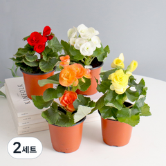 모리앤 생화 사계절 꽃이 피는 꽃베고니아 포트식물 4종, 혼합색상, 2세트