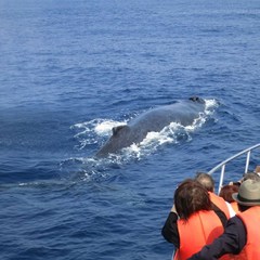 [오키나와] 기간 한정! 토카시키 섬+고래 관찰 투어