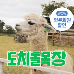[제주] (♥혜택관광지+1♥) 도치돌 알파카목장