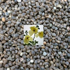 [한스푼푸드] 금화규 씨앗 11g (500립 내외) 금화규 꽃 종자, 1개