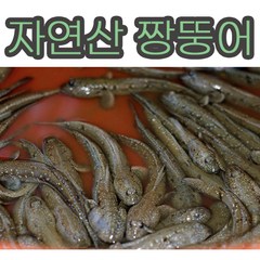 [ 국산 / 국내산 ] 자연산 짱뚱어 1kg 500g 짱뚱이 장뚱어 짱둥어회 장뚱어탕 망둥어 동해회관짱뚱어 건조망둥어 한복선추어탕 오징어국 동해푸드짱뚱어탕 반건조망둥어, 1개, 500g (20마리 내외)