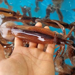 동해안 국산 오징어 한치1kg, 1팩, 01_국산오징어(1kg 6~10마리내외)