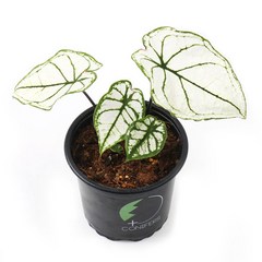 칼라디움 스노우드리프트 수입식물 희귀식물 공기정화식물 인테리어식물, 1개
