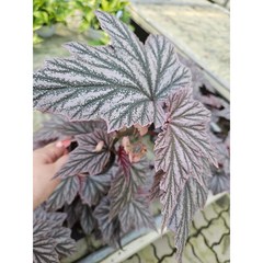 핑크밍스베고니아 희귀 관엽식물 실내 식물, 1개