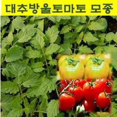 대추방울토마토모종 (10개) 빨강 wj364, 10개