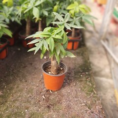 식물 공장 파키라 소품 관엽식물 수입식물 미세먼지제거식물 공기정화식물 39S, 1개