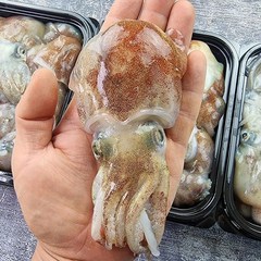 제철 동해안 급냉 귀오징어 1kg, 귀오징어(1kg)10~15마리, 1개