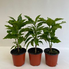 커피나무 3개묶음 실내공기정화식물 반려식물 플랜테리어 온누리꽃농원, 3개