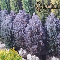 스쿠아로사 두모사 상록수 정원수 나무언니, 스쿠아로사두모사 키80cm 분묘, 1개