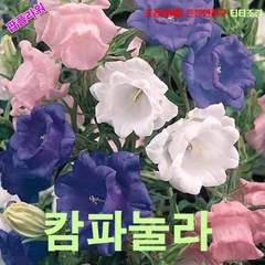 팝플라워 캄파눌라-미디움 겹꽃혼합 씨앗 15립, 1개