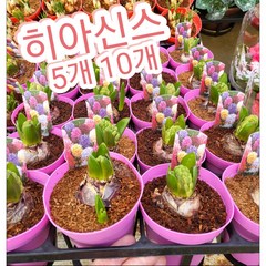 히아신스꽃 5개 10개/달콤한 향이 일품인 "히아신스"