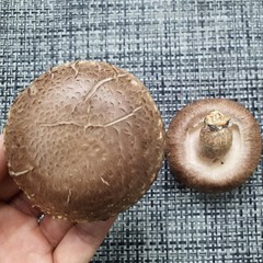 국산 무농약 표고버섯, 중품 1kg, 1개